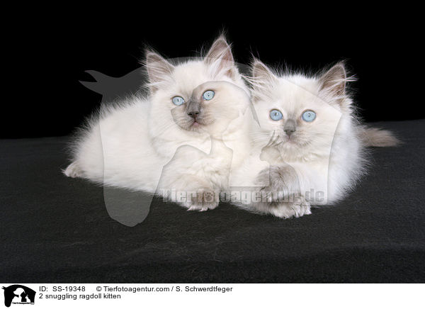 Ragdoll Ktzchen / ragdoll kitten / SS-19348