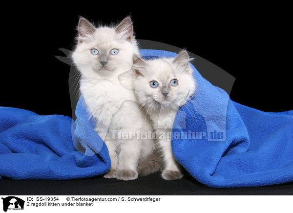 Ragdoll Ktzchen / ragdoll kitten / SS-19354