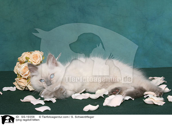 Ragdoll Ktzchen / ragdoll kitten / SS-19358