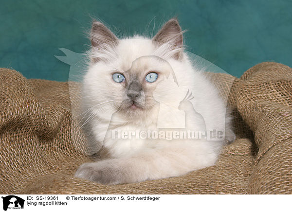 Ragdoll Ktzchen / ragdoll kitten / SS-19361