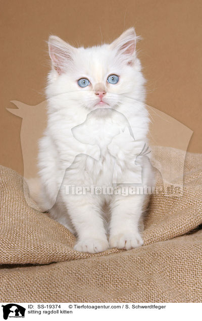 Ragdoll Ktzchen / ragdoll kitten / SS-19374