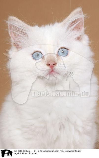 Ragdoll Ktzchen / ragdoll kitten / SS-19375