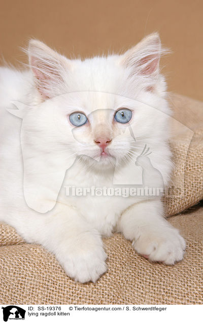 Ragdoll Ktzchen / ragdoll kitten / SS-19376