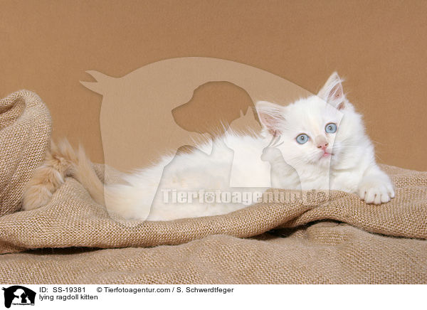 Ragdoll Ktzchen / ragdoll kitten / SS-19381