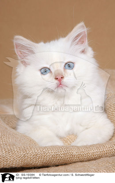 Ragdoll Ktzchen / ragdoll kitten / SS-19384