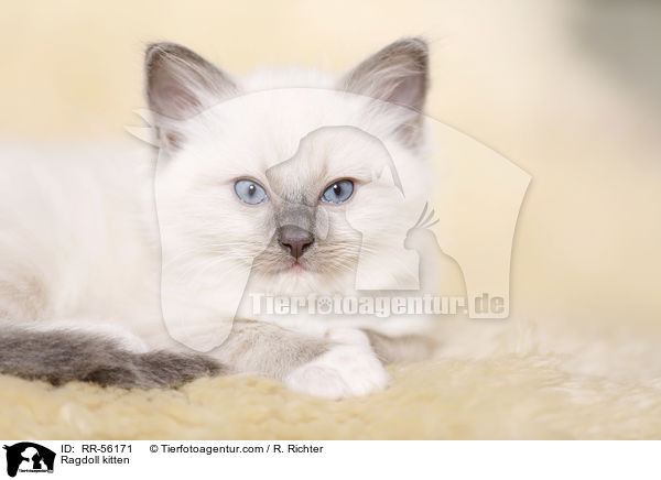 Ragdoll Ktzchen / Ragdoll kitten / RR-56171