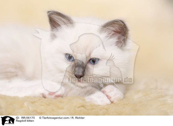 Ragdoll Ktzchen / Ragdoll kitten / RR-56175