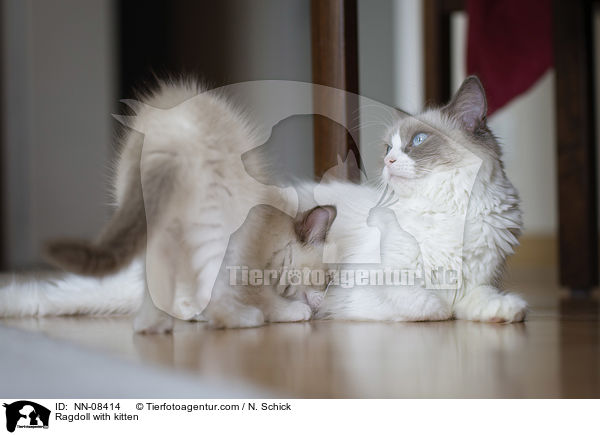 Ragdoll mit Jungem / Ragdoll with kitten / NN-08414