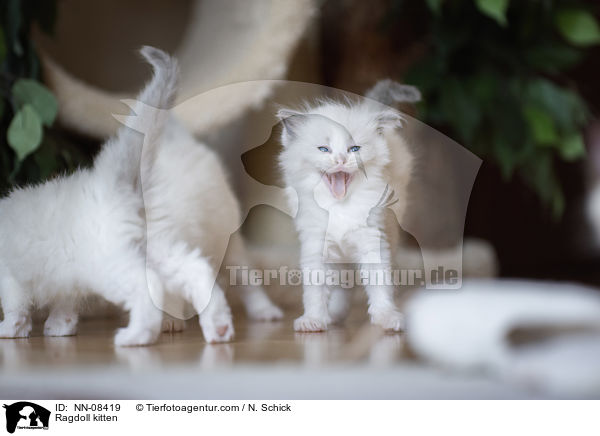 Ragdoll Ktzchen / Ragdoll kitten / NN-08419