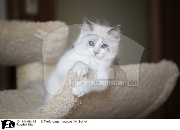 Ragdoll Ktzchen / Ragdoll kitten / NN-08424