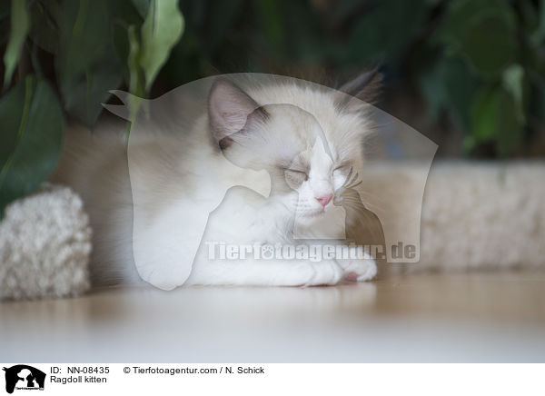 Ragdoll Ktzchen / Ragdoll kitten / NN-08435