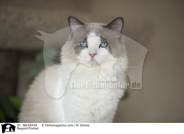 Ragdoll Portrait / Ragdoll Portrait / NN-08436