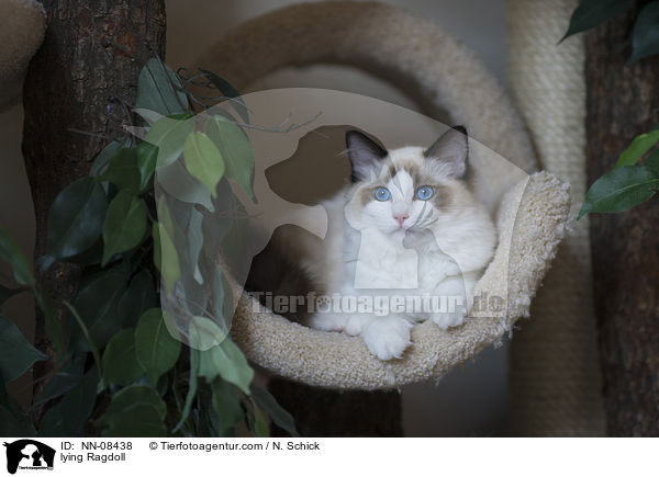 liegende Ragdoll / lying Ragdoll / NN-08438