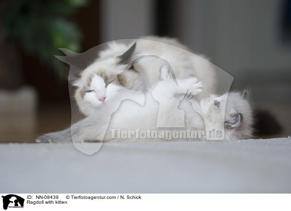 Ragdoll mit Jungem / Ragdoll with kitten / NN-08439