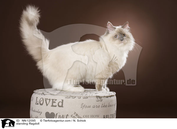 stehende Ragdoll / standing Ragdoll / NN-12095