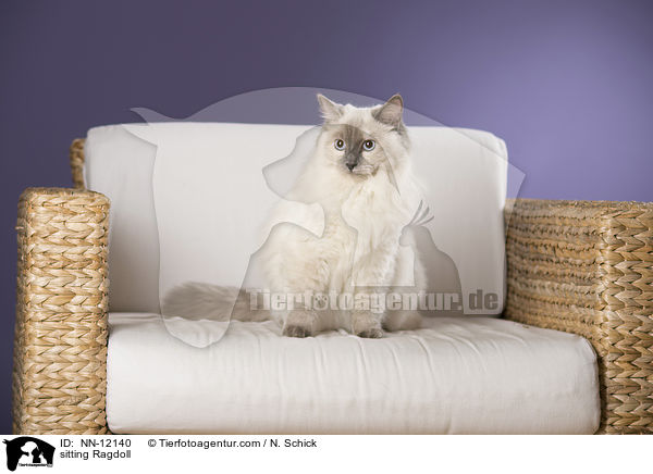 sitzende Ragdoll / sitting Ragdoll / NN-12140