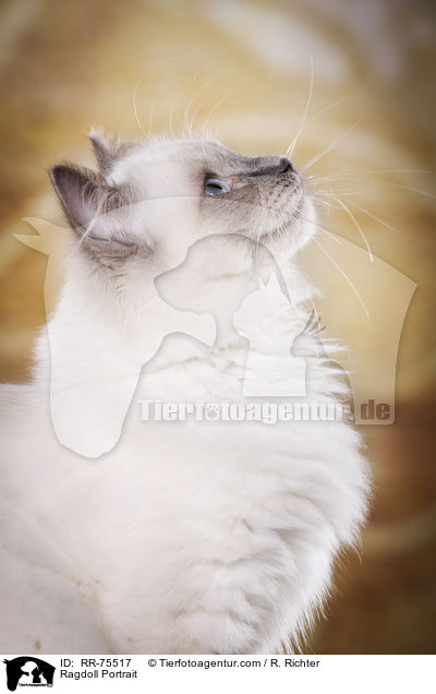 Ragdoll Portrait / Ragdoll Portrait / RR-75517