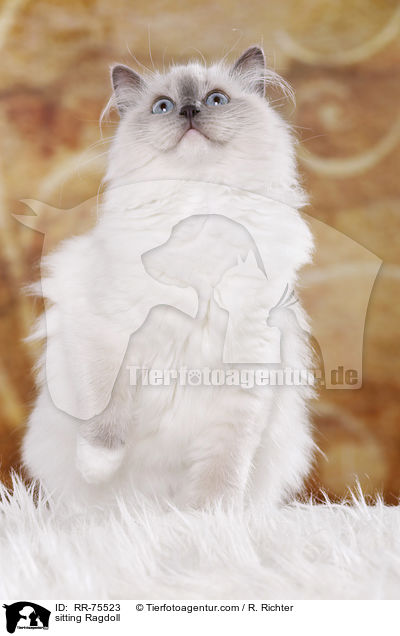 sitzende Ragdoll / sitting Ragdoll / RR-75523