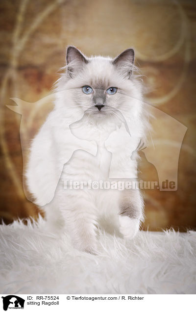 sitzende Ragdoll / sitting Ragdoll / RR-75524