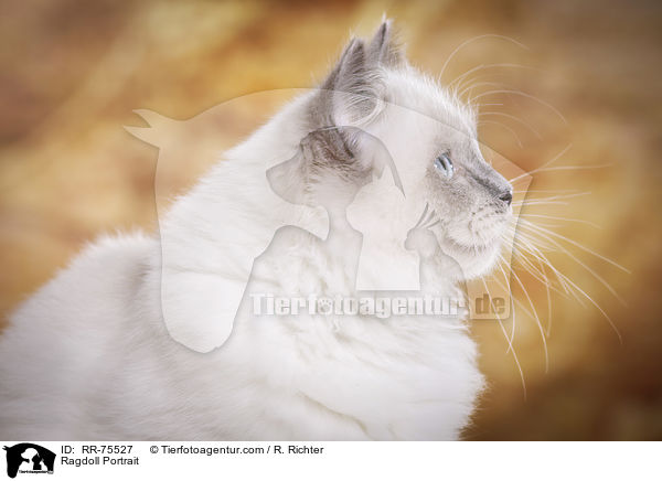 Ragdoll Portrait / Ragdoll Portrait / RR-75527