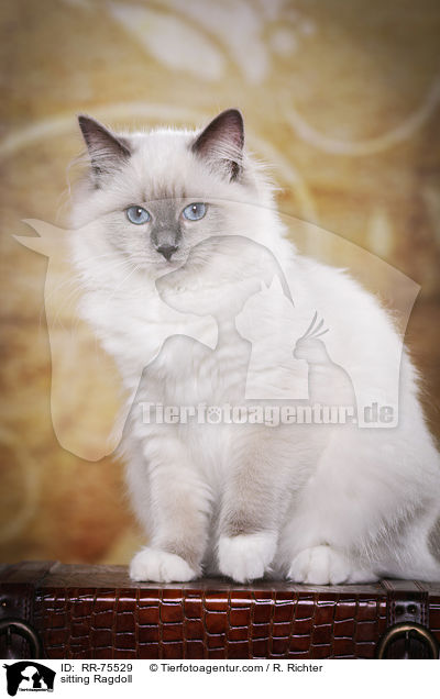 sitzende Ragdoll / sitting Ragdoll / RR-75529