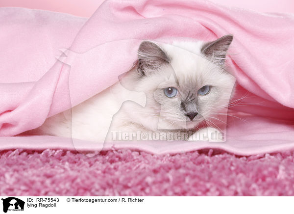 liegende Ragdoll / lying Ragdoll / RR-75543