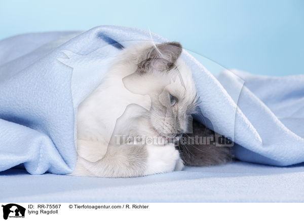 liegende Ragdoll / lying Ragdoll / RR-75567