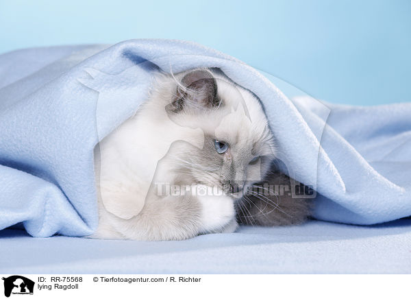 liegende Ragdoll / lying Ragdoll / RR-75568