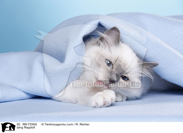 liegende Ragdoll / lying Ragdoll / RR-75569