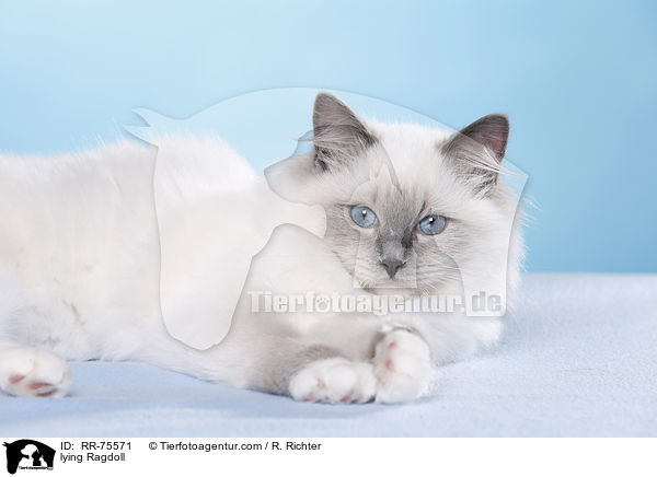 liegende Ragdoll / lying Ragdoll / RR-75571