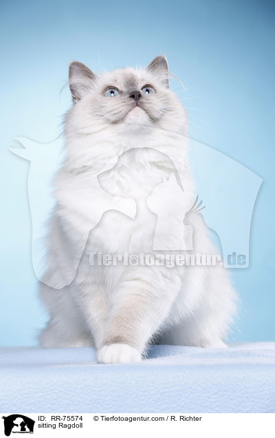 sitzende Ragdoll / sitting Ragdoll / RR-75574