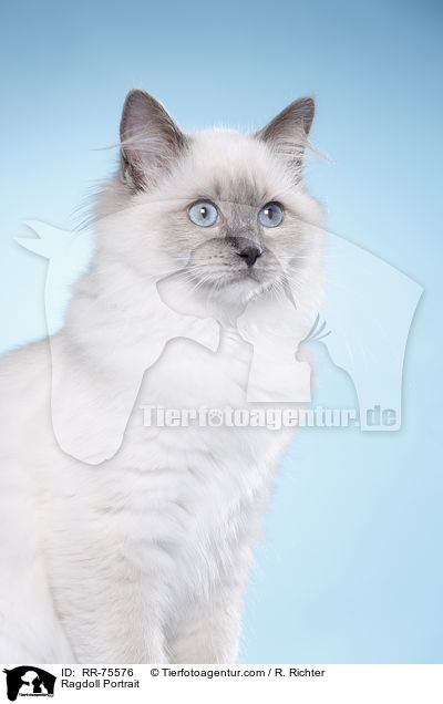 Ragdoll Portrait / Ragdoll Portrait / RR-75576