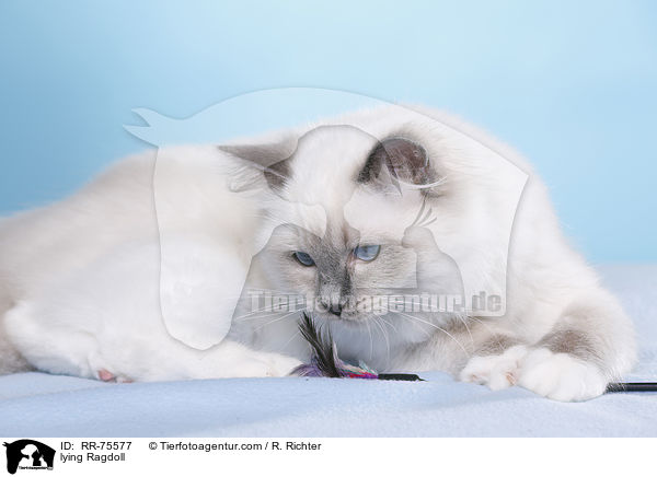 liegende Ragdoll / lying Ragdoll / RR-75577