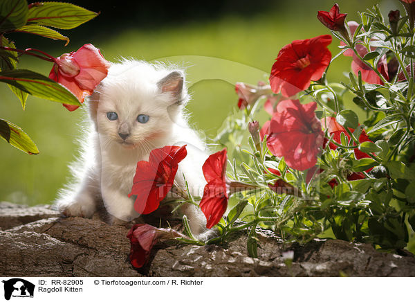 Ragdoll Ktzchen / Ragdoll Kitten / RR-82905