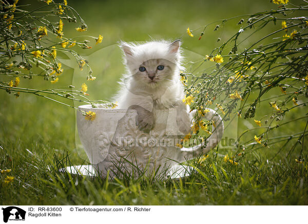 Ragdoll Ktzchen / Ragdoll Kitten / RR-83600