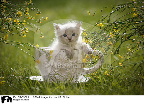 Ragdoll Ktzchen / Ragdoll Kitten / RR-83601