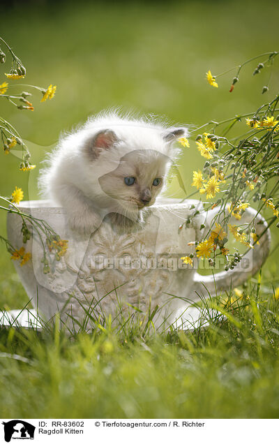 Ragdoll Ktzchen / Ragdoll Kitten / RR-83602