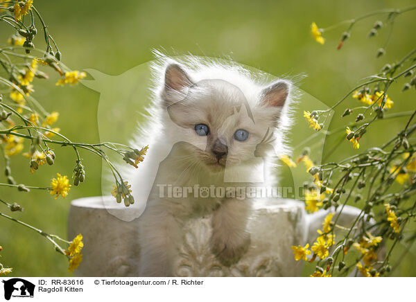 Ragdoll Ktzchen / Ragdoll Kitten / RR-83616