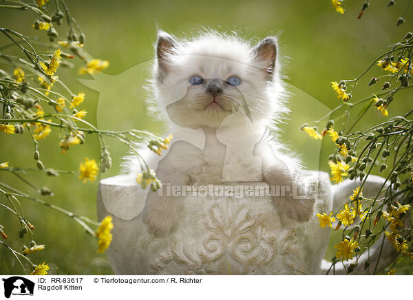 Ragdoll Ktzchen / Ragdoll Kitten / RR-83617