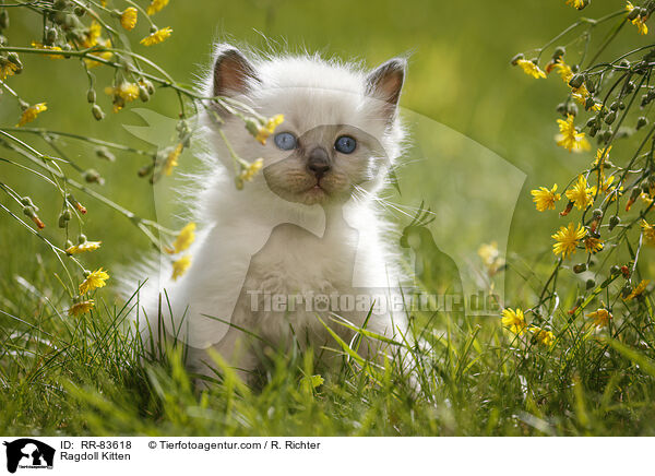 Ragdoll Ktzchen / Ragdoll Kitten / RR-83618