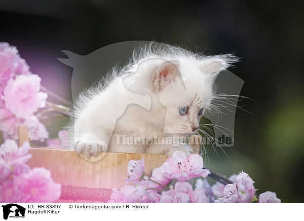 Ragdoll Ktzchen / Ragdoll Kitten / RR-83897