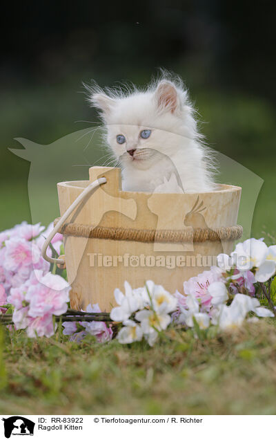 Ragdoll Ktzchen / Ragdoll Kitten / RR-83922