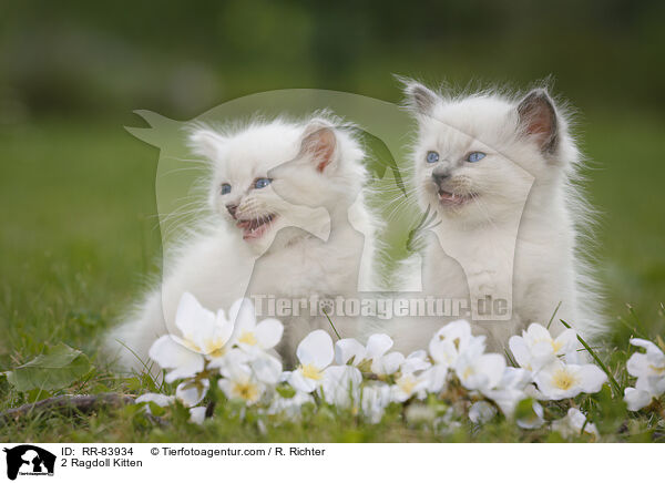 2 Ragdoll Ktzchen / 2 Ragdoll Kitten / RR-83934