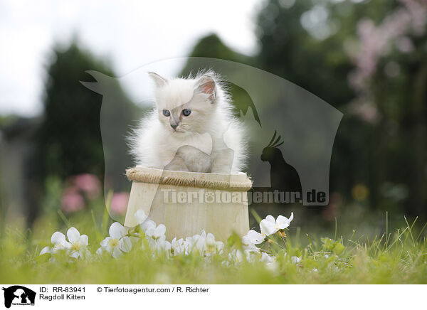 Ragdoll Ktzchen / Ragdoll Kitten / RR-83941