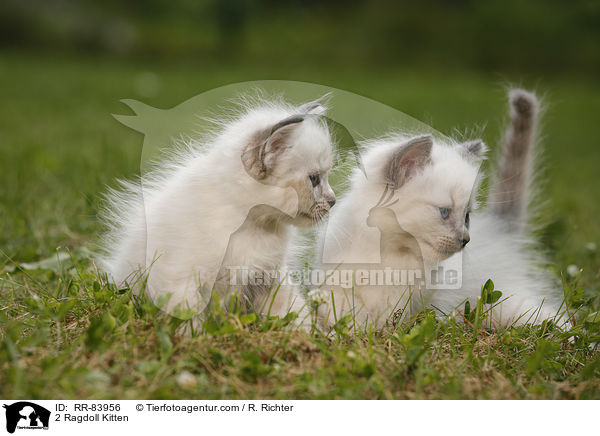 2 Ragdoll Ktzchen / 2 Ragdoll Kitten / RR-83956