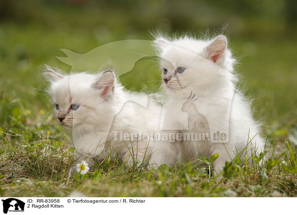 2 Ragdoll Ktzchen / 2 Ragdoll Kitten / RR-83958