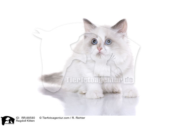 Ragdoll Ktzchen / Ragdoll Kitten / RR-88580