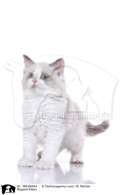 Ragdoll Ktzchen / Ragdoll Kitten / RR-88584