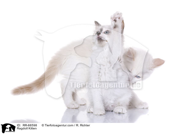 Ragdoll Ktzchen / Ragdoll Kitten / RR-88598