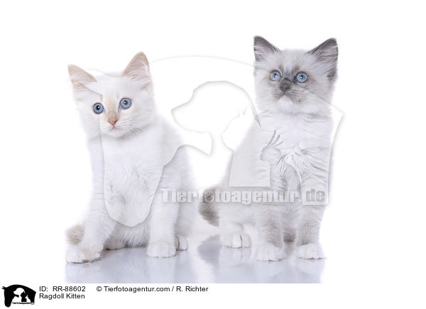 Ragdoll Ktzchen / Ragdoll Kitten / RR-88602